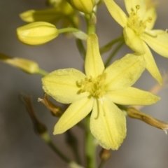 Bulbine glauca (Rock Lily) at Michelago, NSW - 11 Nov 2018 by Illilanga