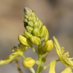 Bulbine glauca at Michelago, NSW - 11 Nov 2018