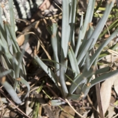 Bulbine glauca at Michelago, NSW - 11 Nov 2018