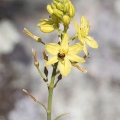 Bulbine glauca at Michelago, NSW - 11 Nov 2018