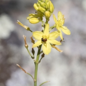 Bulbine glauca at Michelago, NSW - 11 Nov 2018 10:07 AM