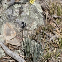 Bulbine glauca at Michelago, NSW - 11 Nov 2018 10:07 AM