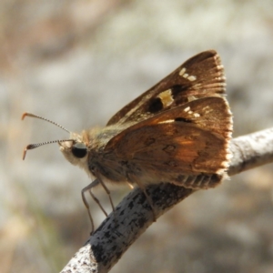 Trapezites phigalia at Kambah, ACT - 15 Nov 2018