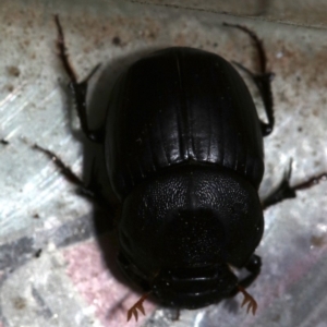 Onthophagus declivis at Ainslie, ACT - 14 Nov 2018 09:11 PM