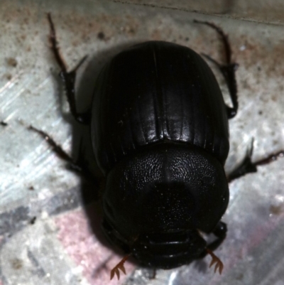 Onthophagus declivis (Declivis dung beetle) at Ainslie, ACT - 14 Nov 2018 by jbromilow50