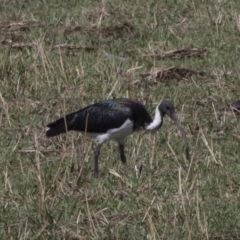 Threskiornis spinicollis (Straw-necked Ibis) at Holt, ACT - 15 Nov 2018 by AlisonMilton