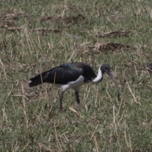 Threskiornis spinicollis at Holt, ACT - 15 Nov 2018 09:23 AM