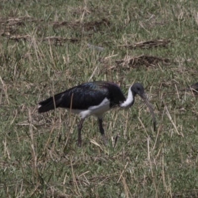 Threskiornis spinicollis (Straw-necked Ibis) at Holt, ACT - 15 Nov 2018 by AlisonMilton