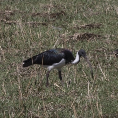 Threskiornis spinicollis (Straw-necked Ibis) at Holt, ACT - 14 Nov 2018 by Alison Milton