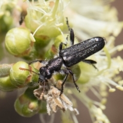 Eleale simplex (Clerid beetle) at Michelago, NSW - 9 Nov 2018 by Illilanga