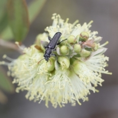 Eleale simplex at Michelago, NSW - 10 Nov 2018