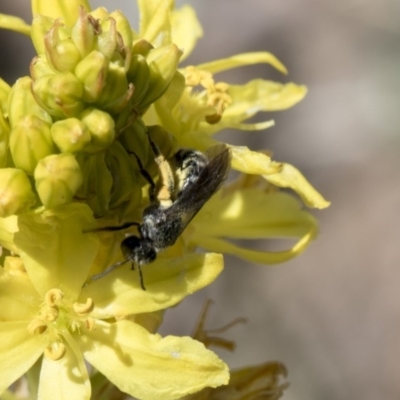 Lasioglossum (Chilalictus) sp. (genus & subgenus) (Halictid bee) at Higgins, ACT - 10 Nov 2018 by Alison Milton
