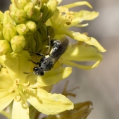 Lasioglossum (Chilalictus) sp. (genus & subgenus) at Higgins, ACT - 11 Nov 2018 10:42 AM