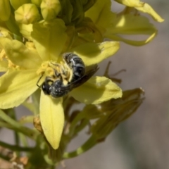 Lasioglossum (Chilalictus) sp. (genus & subgenus) at Higgins, ACT - 11 Nov 2018 10:42 AM