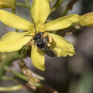 Lasioglossum (Chilalictus) sp. (genus & subgenus) at Higgins, ACT - 11 Nov 2018 10:42 AM