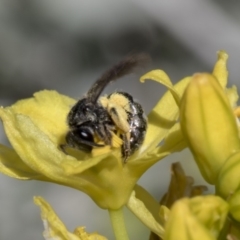 Lasioglossum (Chilalictus) sp. (genus & subgenus) at Higgins, ACT - 11 Nov 2018 10:42 AM