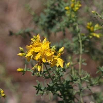 Hypericum perforatum (St John's Wort) at Holt, ACT - 14 Nov 2018 by AlisonMilton