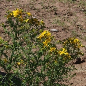 Hypericum perforatum at Holt, ACT - 15 Nov 2018 10:01 AM