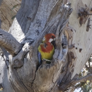 Platycercus eximius at Michelago, NSW - 11 Nov 2018 09:56 AM