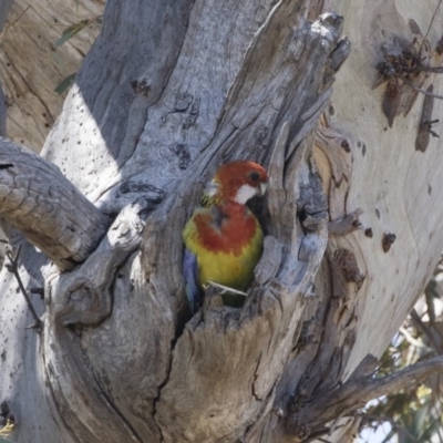 Platycercus eximius (Eastern Rosella) at Michelago, NSW - 11 Nov 2018 by Illilanga