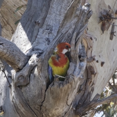 Platycercus eximius (Eastern Rosella) at Michelago, NSW - 10 Nov 2018 by Illilanga