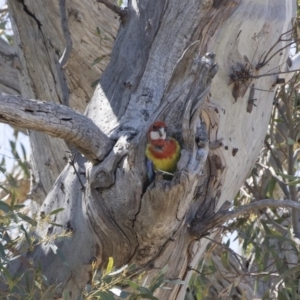 Platycercus eximius at Michelago, NSW - 11 Nov 2018 09:56 AM