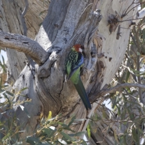 Platycercus eximius at Michelago, NSW - 11 Nov 2018 09:56 AM