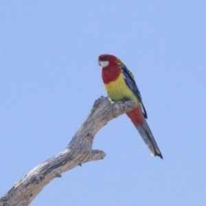 Platycercus eximius at Michelago, NSW - 11 Nov 2018 09:56 AM