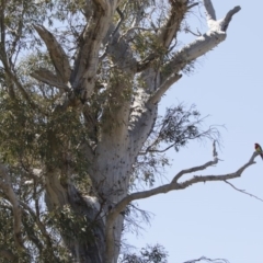 Platycercus eximius at Michelago, NSW - 11 Nov 2018 09:56 AM