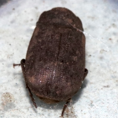 Maechidius sp. (genus) (Unidentified Maechidius scarab beetle) at Ainslie, ACT - 14 Nov 2018 by jbromilow50