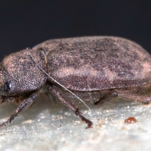 Maechidius sp. (genus) at Ainslie, ACT - 14 Nov 2018 09:09 PM