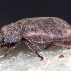 Maechidius sp. (genus) at Ainslie, ACT - 14 Nov 2018