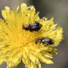 Dicranolaius villosus (Melyrid flower beetle) at Dunlop, ACT - 15 Nov 2018 by AlisonMilton