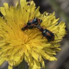 Dicranolaius villosus at Dunlop, ACT - 15 Nov 2018 09:38 AM