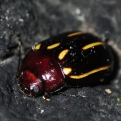 Paropsisterna lineata (Lined leaf beetle) at Bournda, NSW - 9 Nov 2018 by Harrisi