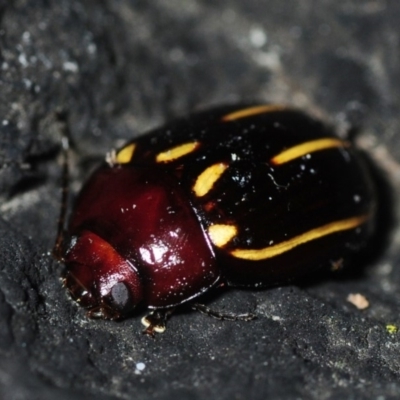 Paropsisterna lineata (Lined leaf beetle) at Bournda Environment Education Centre - 9 Nov 2018 by Harrisi