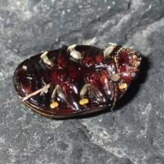 Paropsisterna lineata at Bournda, NSW - 9 Nov 2018