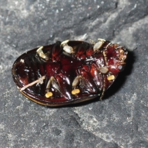 Paropsisterna lineata at Bournda, NSW - 9 Nov 2018