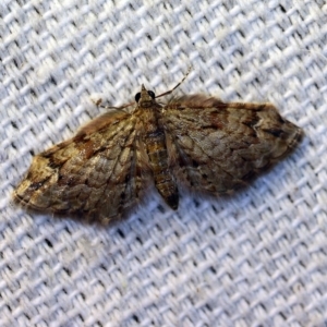 Chloroclystis approximata at O'Connor, ACT - 4 Nov 2018