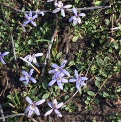 Isotoma fluviatilis subsp. australis (Swamp Isotome) at Black Mountain - 15 Nov 2018 by RWPurdie