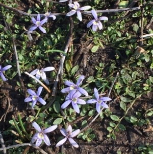 Isotoma fluviatilis subsp. australis at Bruce, ACT - 15 Nov 2018