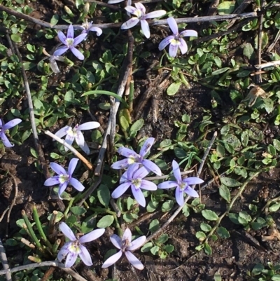 Isotoma fluviatilis subsp. australis (Swamp Isotome) at Bruce, ACT - 15 Nov 2018 by RWPurdie