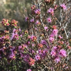 Kunzea parvifolia (Violet Kunzea) at Black Mountain - 15 Nov 2018 by RWPurdie