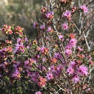 Kunzea parvifolia at Bruce, ACT - 15 Nov 2018