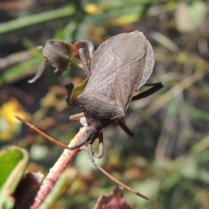 Amorbus sp. (genus) at Paddys River, ACT - 18 Jan 2015 07:26 PM