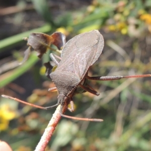 Amorbus sp. (genus) at Paddys River, ACT - 18 Jan 2015 07:26 PM