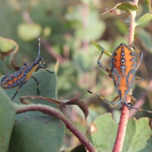 Amorbus (genus) at Paddys River, ACT - 18 Jan 2015 07:30 PM