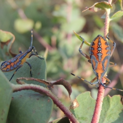 Amorbus sp. (genus) (Eucalyptus Tip bug) at Point Hut to Tharwa - 18 Jan 2015 by michaelb