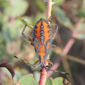 Amorbus (genus) at Paddys River, ACT - 18 Jan 2015 07:30 PM