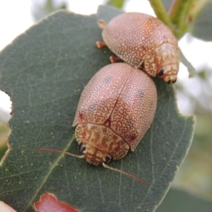 Paropsis atomaria at Paddys River, ACT - 21 Jan 2015